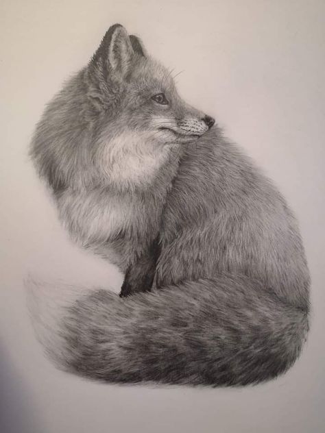 Fox Pencil Drawing, Art Pencil Set, Fox Sketch, Rustic Fox, Realistic Animal Drawings, Eagle Painting, Pencil Drawings Of Animals, Fox Drawing, Animal Drawings Sketches