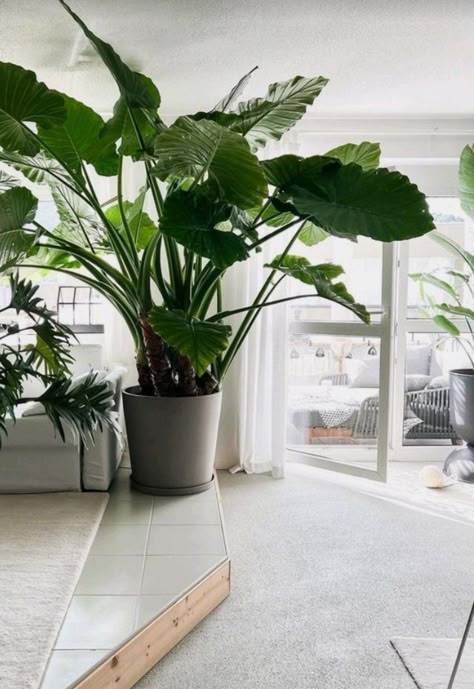 Green Pots Planters, Large Plant Pot Ideas, Big Interior Plants, Big Planters Indoor, Large Potted Plants Indoor, Big Plants Indoor, Big Plants Indoor Living Rooms, Big Plant Pots, Plant Interiors