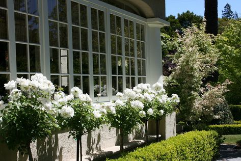 White Iceberg Roses are the most popular white rose ever, and in my opinion, the most perfect rose!    The standard tree version is one of ... English Box Hedge, White Iceberg Roses, Iceberg Roses, Rose Hedge, English Boxwood, Boxwood Landscaping, Rose Garden Landscape, Standard Roses, Rose Garden Design