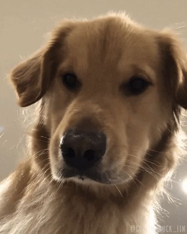 via GIPHY Happy Golden Retriever, Golden Retriever Gif, Happy Gif, Banner Gif, Dog Gifs, Grammar, Baby Animals, Golden Retriever