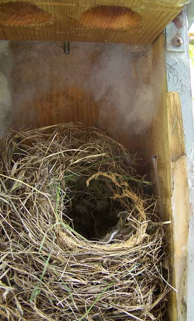 House Sparrow Nests, Eggs and Young - Photos House Sparrow Nest, Bluebird Nest, Sparrow Nest, Backyard Birds Sanctuary, Egg Photo, House Sparrow, Eastern Bluebird, Sparrows, Backyard Birds