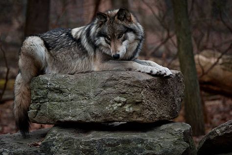 661 Wolf Laying Down Stock Photos, Pictures & Royalty-Free Images - iStock Fantasy Werewolf, Graphic Narrative, Facts About Wolves, Werewolf Stories, Werewolf Aesthetic, Wolf Photos, Gray Wolf, Lucky 7, Wolf Love