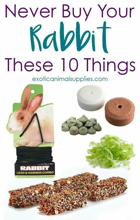 Rabbit Supplies, Bunny Care Tips, Bunny Supplies, Rabbit Enclosure, Pet Rabbit Care, Rabbit Diet, Pet Rabbits, Rabbit Treats, Bunny Room