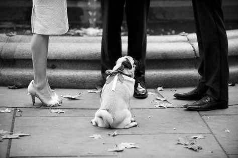 Wedding Puppy, Pug Wedding, Nyc City Hall Wedding, Dog Wedding Outfits, Planner Goals, Pug Photos, Nyc City, Photo Opportunity, Wedding Projects