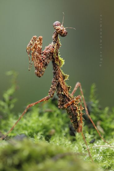 <b>They're still terrifying, but you can't look away.</b> With over <a href="http://en.wikipedia.org/wiki/Mantis" target="_blank">2,200 species</a> throughout the world, the Praying Mantis is a camouflage expert. Cool Insects, Stick Insect, Cool Bugs, A Bug's Life, Beautiful Bugs, Praying Mantis, Creepy Crawlies, Arthropods, Insect Art