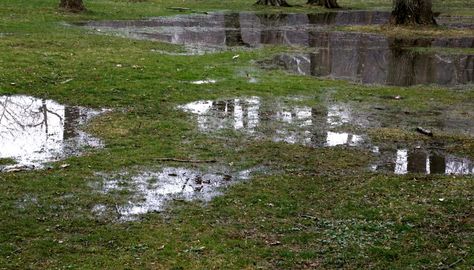 Muddy Backyard, Growing Grass From Seed, How To Grow Grass, Kill Grass, Natural Repellent, Growing Grass, Noah Kahan, Outdoor Decorating, Staying Healthy