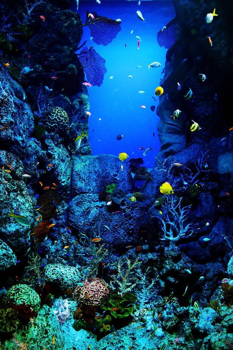 Coral Reef Photography, Ocean Underwater, Ocean Backgrounds, Life Under The Sea, Undersea World, Under The Ocean, Ocean Floor, Life Aquatic, On The Ocean