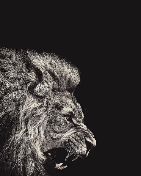 Lion Animation, 3d Iphone Wallpaper, Lion Wallpaper Iphone, Lion Hd Wallpaper, Black And White Lion, Animation Wallpaper, 3d Wallpaper Iphone, Lion Photography, Lions Photos