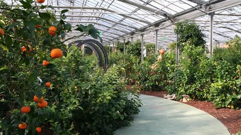 Hesperidarium The Citrus Garden - The First Botanical Garden Dedicated To Ornamental Citrus plants Zen Garden Backyard, Indoor Beach, Tropical Greenhouses, Citrus Garden, Citrus Plant, Home Greenhouse, Painting Courses, Citrus Trees, Garden Greenhouse