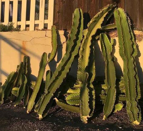 Growing Cactus From Clipping, How To Start A Cactus From A Clipping, Propagate Cactus How To, How To Propagate A Cactus, How To Propagate Cactus Plants, Propagate Cactus, Cactus Propagation, Florida Plants Landscaping, Propagating Cactus