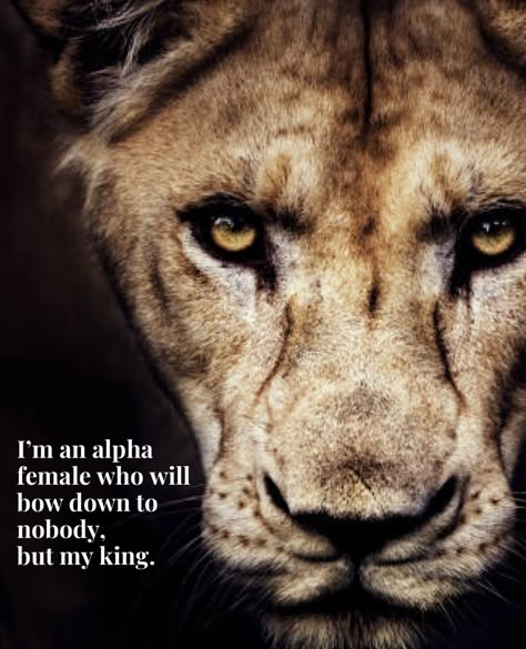 Lion And Lioness Wallpaper Iphone, Lion Strength Quotes, Mama Lion Quotes, Lion And Lioness Quotes, Lion Couple Quotes, Lioness Quotes Woman Strength, Lioness Tattoo For Women Strength, Fierce Lioness, Hope And Faith Quotes