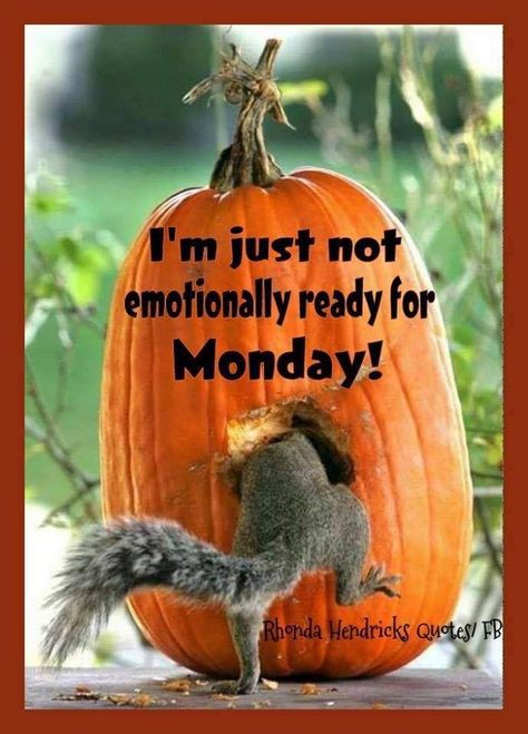 Too Much Weekend Fun!😂 Monday Morning Quotes, Squirrel Pictures, Fb Quote, Monday Monday, Morning Memes, Monday Memes, Good Morning Funny Pictures, Monday Humor, Funny Good Morning