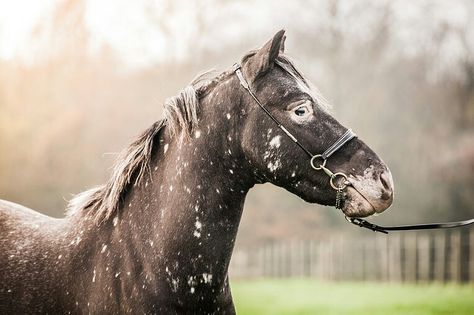 Unique spots on dark horse. Horses Appaloosa, Horse Markings, Horse Coat Colors, Bronc Riding, Rare Colors, Horse Coats, Horse Colors, Appaloosa Horse, Horse Inspiration