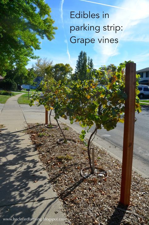 Plant edibles like grape vines in narrow parking strip to maximize home garden space. Front Yard Grape Vineyard, Diy Xeriscape Front Yard, Grape Garden Ideas, Grapes Planting Ideas, Berm Garden, Fence Vines, Urban Orchard, Strip Garden, Wildflower Gardens