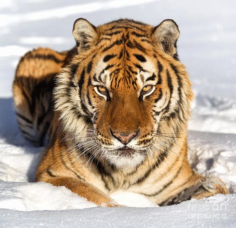 Amur Tiger Tiger Photography, Amur Tiger, Panthera Tigris, Tiger Love, Close Up Photo, Siberian Tiger, Cute Tigers, Tiger Face, Bengal Tiger