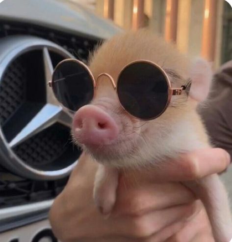 Cute Pigs Aesthetic, Pig Aesthetic, Micro Pigs, Cute Piglets, Baby Farm Animals, Funny Pigs, Cute Small Animals, Mini Pigs