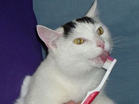 Tooth-brushing is an important contribution to your cat’s dental health. Get expert tips on how to provide this benefit to a cat who would rather not partake. Pet Dental Care, Holistic Pet Care, Cat Supplements, Funny Random, Cat Care Tips, Tooth Brush, Pet Hacks, Cat Health, Cat Care