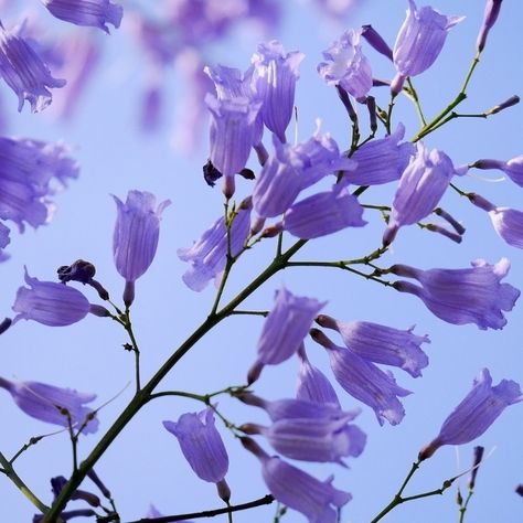 Jacaranda Flower, Heritage Garden, Jacaranda Tree, Purple Tree, Purple Trees, Blue Violet, Inspirational Tattoos, Central America, Instagram Inspiration