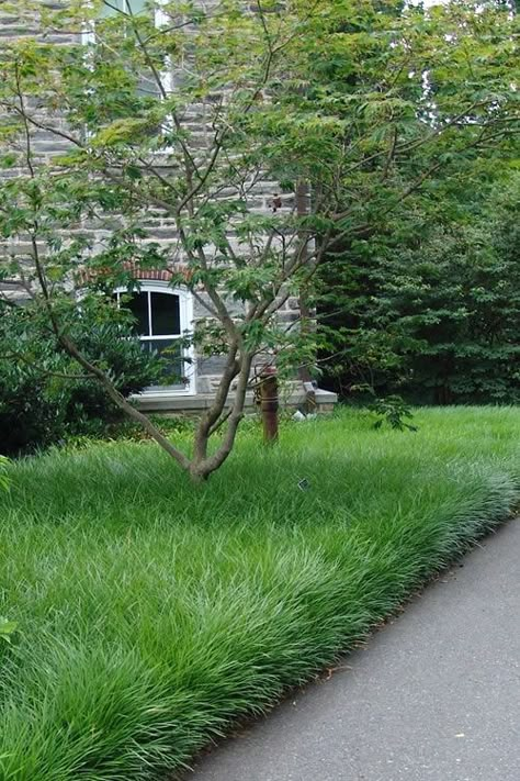 creeping lilyturf - liriope spicata Liriope Spicata, Groundcover Plants, Lily Turf, Growing Grass, Japanese Garden Design, Planting Design, Grasses Garden, Ground Cover Plants, Have Inspiration