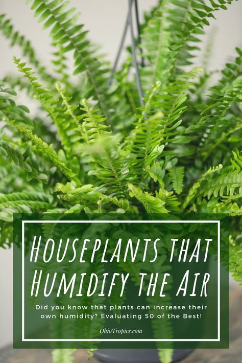 Humidity Plants, Indoor Plants Ideas Decor, Hanging Plant Indoor, Indoor Plant Ideas, Indoor Ferns, Natural Decongestant, Plant Indoor, Plants Ideas, Hanging Plants Indoor