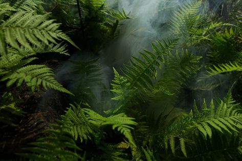 Fern, Forest, Green