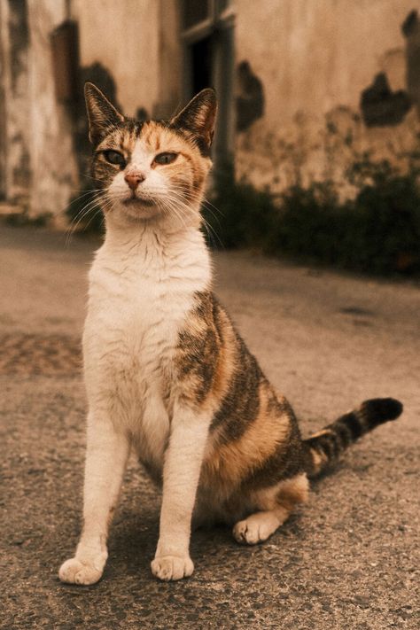 Pictures of cats in Limassol, Cyprus Cat Feeding Station, Limassol Cyprus, Cat Calendar, Foster Cat, Cat Sanctuary, Cat References, Cat Reference, Stray Cats, Kitten Pictures