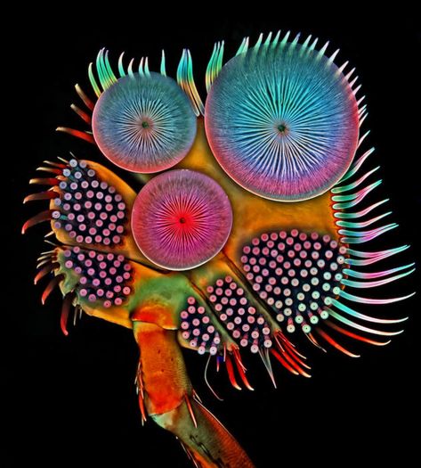 20 of the Most Beautiful Microscopic Photos in the World | PetaPixel Microscope Pictures, Nikon Small World, Macro Fotografia, Macro Fotografie, Foto Macro, Microscopic Photography, Micro World, Micro Photography, Photo Macro