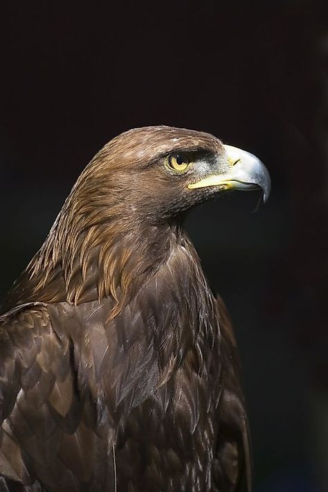 Hawk Aesthetic, Animals Of North America, Eagle Facts, Raptor Bird, Maya Hawk, Mexican Eagle, Raptors Bird, Bird Facts, Eagle Drawing