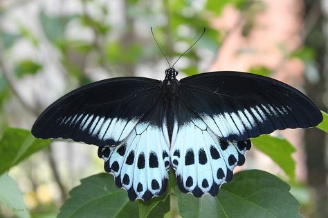 The Blue Mormon (Papilio polymnestor) is a large swallowtail butterfly found in South India and Sri Lanka. Photographed by Mohan Nagarajan on 18th November 2012. Moth Photos, Mormon Butterfly, Blue Swallowtail Butterfly, Bibian Blue Butterfly, Blue Emperor Butterfly, Eastern Tailed Blue Butterfly, Butterfly Sketch, Malachite Butterfly, Swallowtail Butterfly