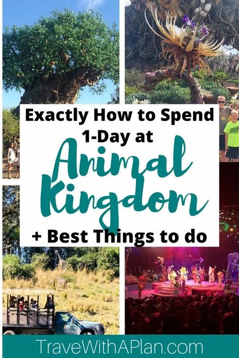 Animal Kingdom Itinerary, Animal Kingdom Rides, Orlando Florida Disney, Animal Kingdom Orlando, Disney Animal Kingdom, Disney World Orlando, Disney Parque, Walt Disney World Orlando, Animal Kingdom Lodge