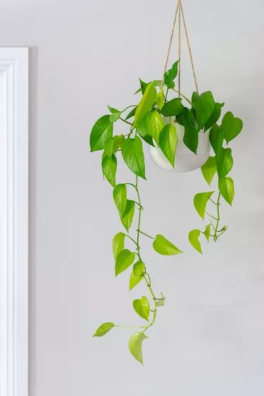 Best Indoor Hanging Plants, Hanging Indoor Plants, Indoor Plant Wall, Plant Hanging, Ficus Elastica, Ivy Plants, Hanging Plants Indoor, Smart Garden, Pothos Plant