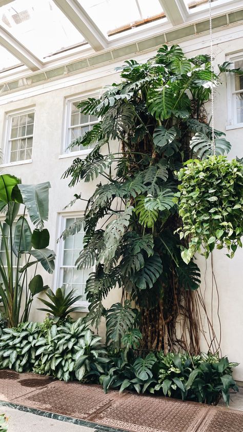 Monstera room Big Monstera Deliciosa, Monstera Deliciosa Aesthetic, Monster Plant, Monstera Thai Constellation Care, Albino Monstera Plant, Overgrown Monstera Plant, Plant Room, Pot Plants, Monstera Plant