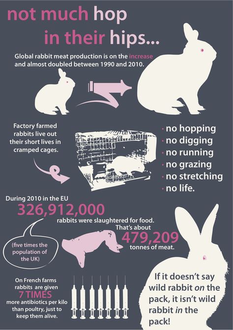 Animal Information Poster, Farming Infographic, Rabbit Infographic, Animal Extinction Poster, Packaging 2023, Infographics Ideas, Rabbit Species, Poster On Endangered Species, Save Endangered Animals Poster