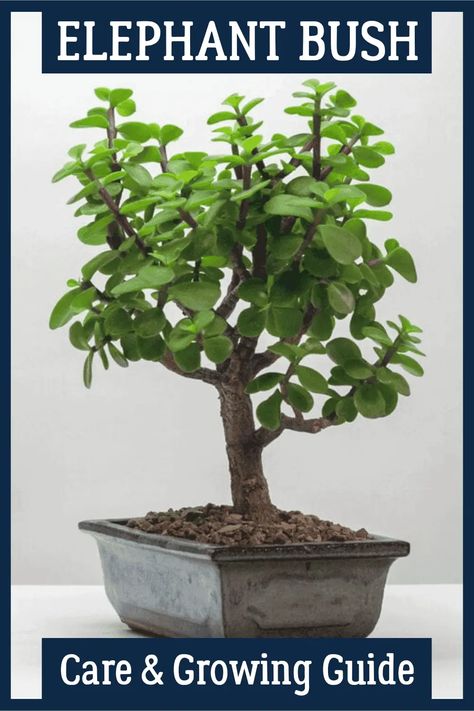 Elephant Bush Elephant Bush, Cat Friendly Plants, Plants Grown In Water, Bonsai Making, Elephant Plant, How To Water Succulents, Bonsai Care, Peperomia Plant, Bush Plant