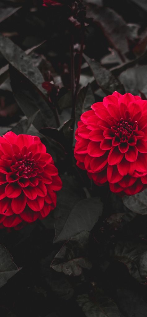 Dark Mode Wallpapers Iphone, Dahlia Wallpaper, Flower Lockscreen, Infinity Wallpaper, Pc Wallpapers, Phone Watch, Dark Mode, Diy Photography, Botanical Beauty