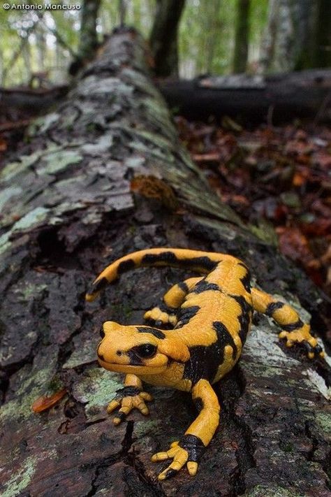 Italian Fire Salamander (Salamandra s. gigliolii) Fire Salamander, Amazing Frog, Salamanders, Reptiles Pet, Crocodiles, Reptiles And Amphibians, Animals Of The World, Gecko, Amphibians