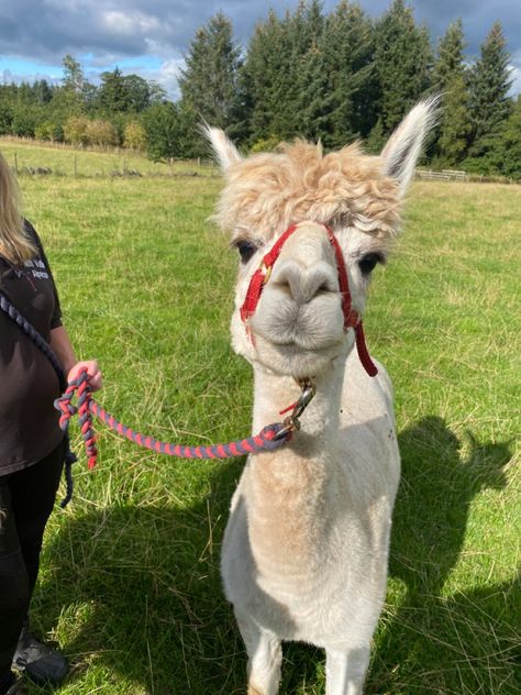 Alpaca walks *adds to bucket list* Alpaca, Bucket List, Animals