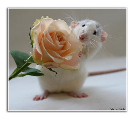 Rat with a rose Rattus Rattus, Dumbo Rat, Rat Toys, A Rat, Cute Rats, Pet Rats, Rodents, A Mouse, A Rose