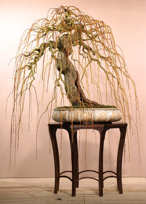 weeping willow. Simon Temblett Weeping Bonsai, Bonsai Styles, Japanese Bonsai, Live Tree, Weeping Willow, Bonsai Art, Miniature Trees, Bonsai Plants, Bonsai Garden