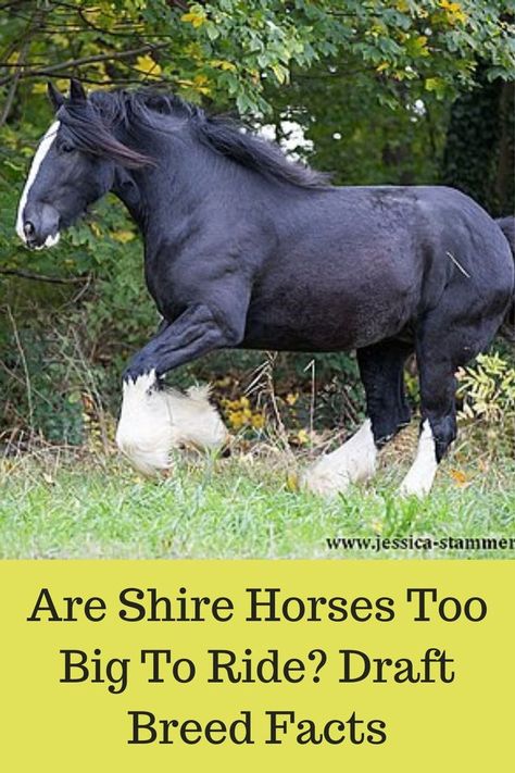 Shire Draft Horse, Large Horse Breeds, Shire Horse Riding, Shire Horse Aesthetic, Black Shire Horse, Big Horse Breeds, Shire Horses, Draft Horse Breeds, Therapeutic Riding