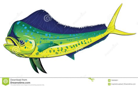 Mahi Stock Illustrations – 62 Mahi Stock Illustrations, Vectors & Clipart -  Dreamstime Mahi Mahi Fish, Fish Stencil, Fish Outline, Mahi Fish, Fish Rocks, Bass Fishing Shirts, Motorbike Art, Boat Decals, Yellow Fish