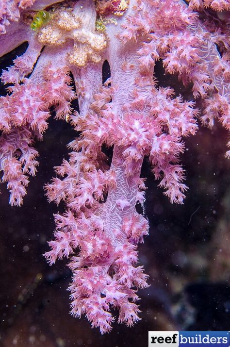 Pink Coral Reef, Kentucky Oaks, Hard Coral, Saltwater Aquarium Fish, Water Architecture, Sea Plants, Coral Tank, Soft Coral, Adventure Of The Seas