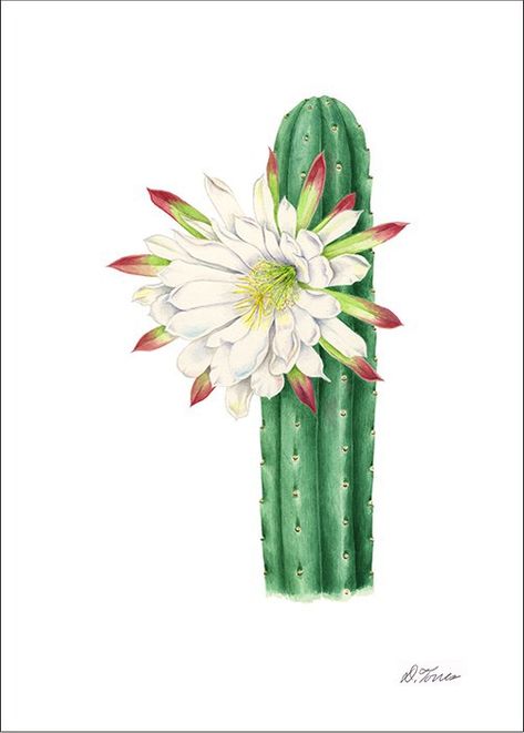 Sage Smudge Sticks, Flor Tattoo, Native American Drums, San Pedro Cacti, Cactus Tattoo, Cactus Drawing, Cactus Illustration, Sacred Plant, Sage Smudge