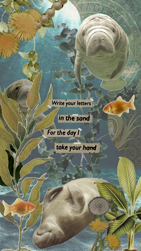 Manatee Wallpaper Aesthetic, Manatees Wallpaper, Manatee Wallpaper Iphone, Marine Biology Quotes, Manatee Aesthetic, Manatee Wallpaper, Marine Mammalogy, Biology Quote, Fish Quotes