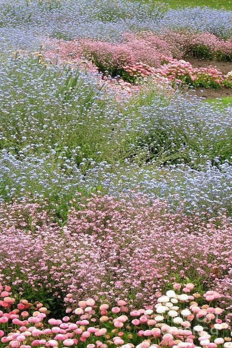 Pastel Flower Garden, Nothing But Flowers, Flower Therapy, Spring Aesthetic, Pretty Plants, Nature Aesthetic, Flowers Nature, Flower Field, Dream Garden