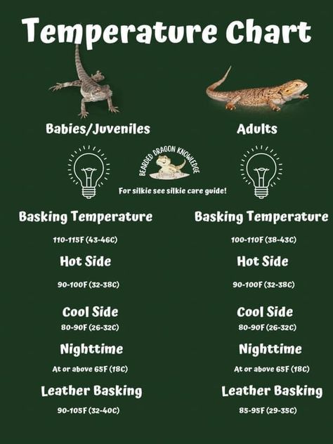 Bearded Dragon Essentials, Bearded Dragon Care Guide, Bearded Dragon Setup Ideas, Dragon Knowledge, Diy Bearded Dragon Cage, Bearded Dragon Tank Setup, Fancy Bearded Dragon, Breaded Dragon, Dragon Core