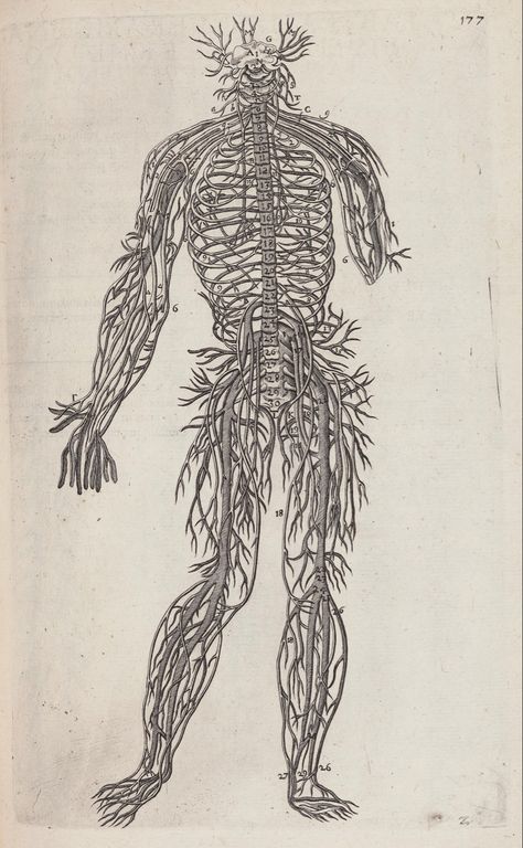 Nervous System Anatomy, Nerve Anatomy, Nice To Meat You, Human Nervous System, Medical Drawings, Gross Anatomy, Systems Art, Medical Art, Anatomy Drawing