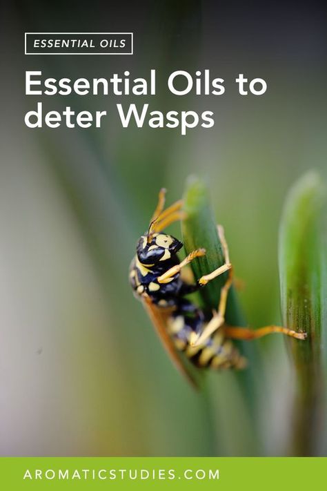 Natural Wasp Repellent, Bee Repellent, Wasp Spray, Essential Oil Bug Repellent, Wasp Repellent, Get Rid Of Wasps, Doing The Dishes, Natural Mosquito Repellant, Insect Spray