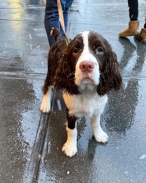 14 Magnificent Facts About English Springer Spaniels | PetPress Irish Springer Spaniel, Facts About English, Golden Cocker Retriever, Springer Puppies, Dogs Hunting, English Springer Spaniel Puppy, Springer Spaniel Puppies, Boykin Spaniel, Spaniel Breeds