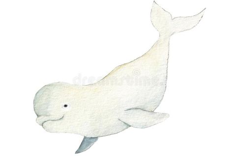 Beluga Whale Drawing, Baby Beluga, Beluga Whales, Whale Drawing, Watercolor Whale, Beluga Whale, Cute Doodles Drawings, Marine Animals, Cute Animal Photos